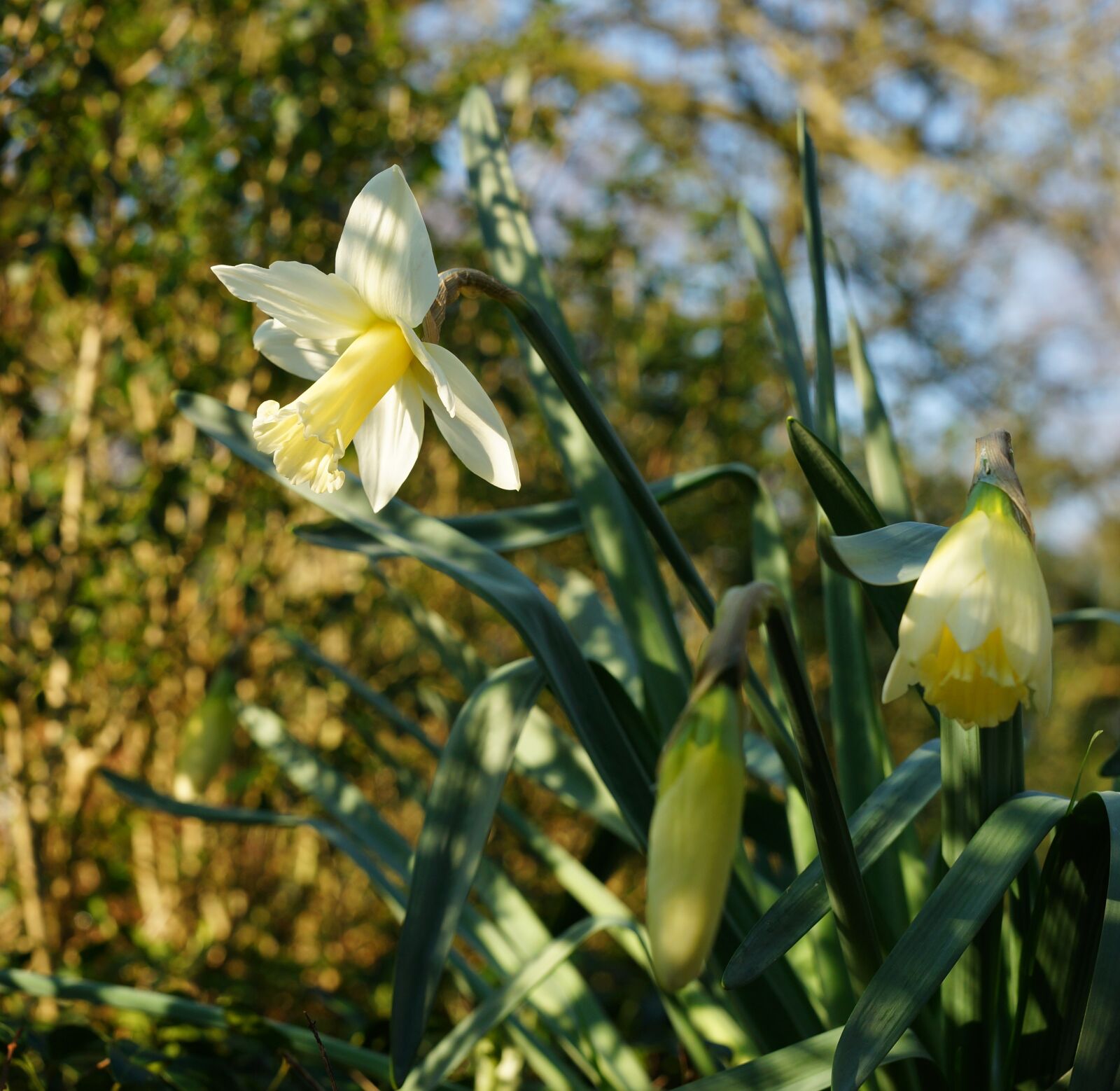 Sony a99 II sample photo. Narcissus, daffodil, spring photography