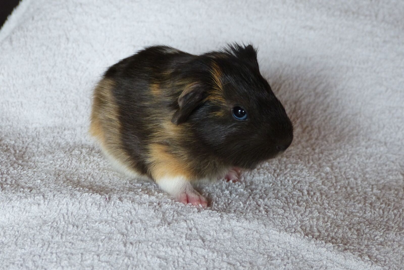 Panasonic Lumix DMC-FZ150 sample photo. Guinea pig, baby animal photography