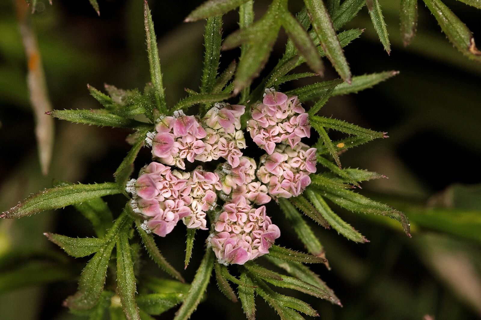 Canon EOS 50D sample photo. Carrot flowers, wild carrot photography
