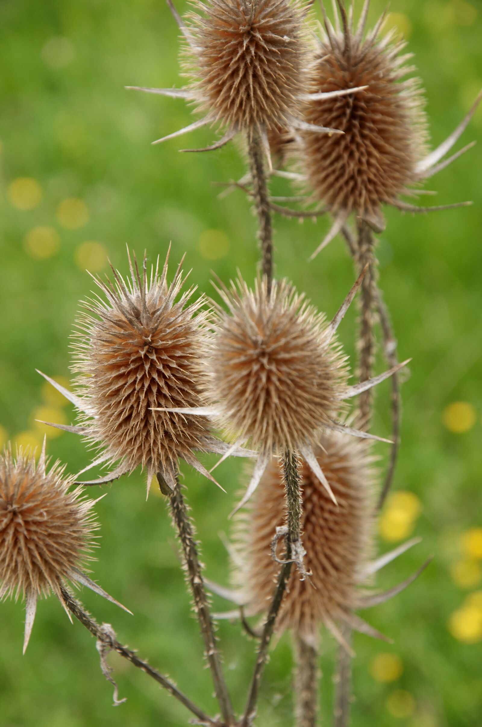Nikon D90 sample photo. Close, up, of, thistle photography