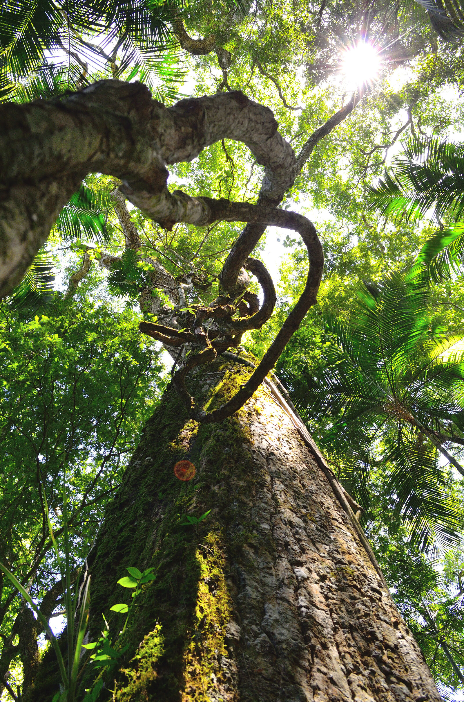 Nikon D5100 sample photo. Worm, s, eye, view photography