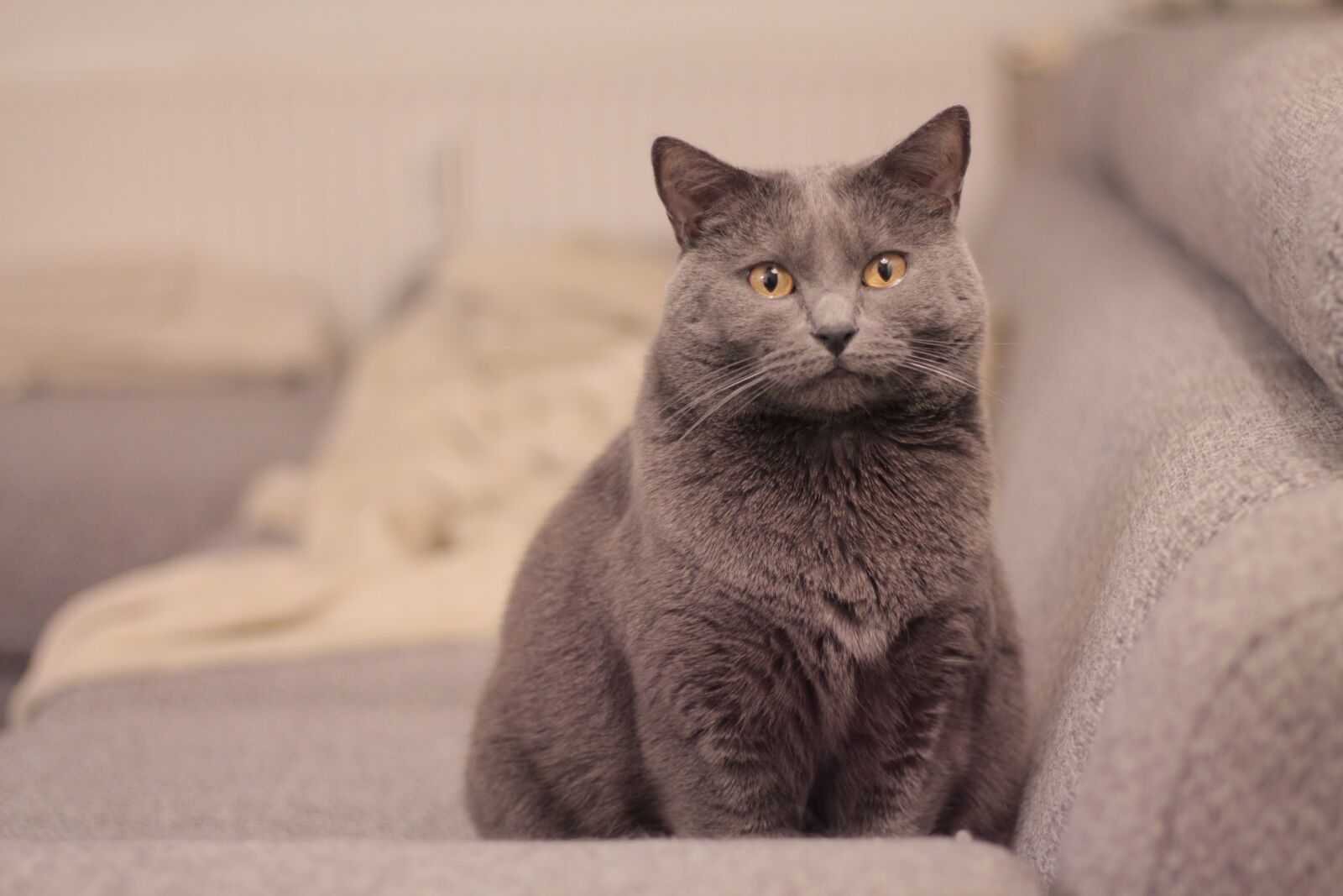 Canon EOS 700D (EOS Rebel T5i / EOS Kiss X7i) sample photo. Chartreux, cat, animals photography