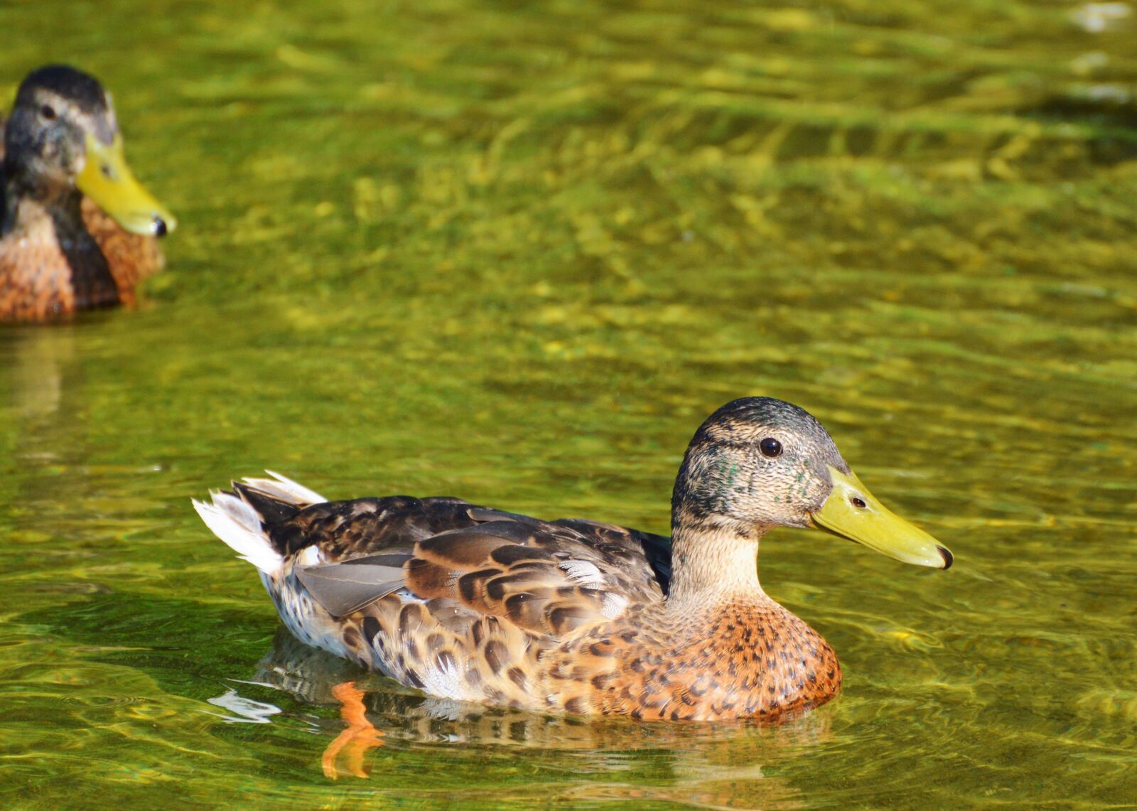 Nikon D3200 sample photo. Ducks, waterfowl, mallard photography