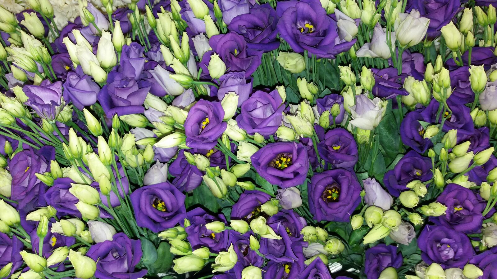 Samsung Galaxy J5(2016) sample photo. Flowers, corso, show photography