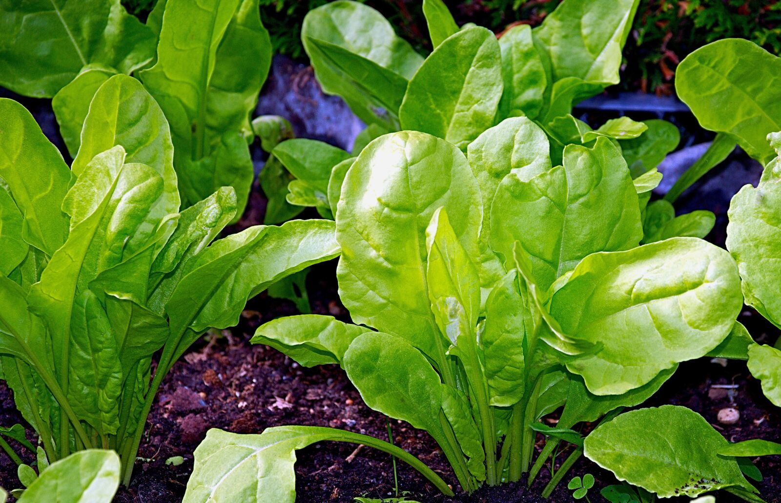 Nikon D3300 sample photo. Chard, young, healthy photography