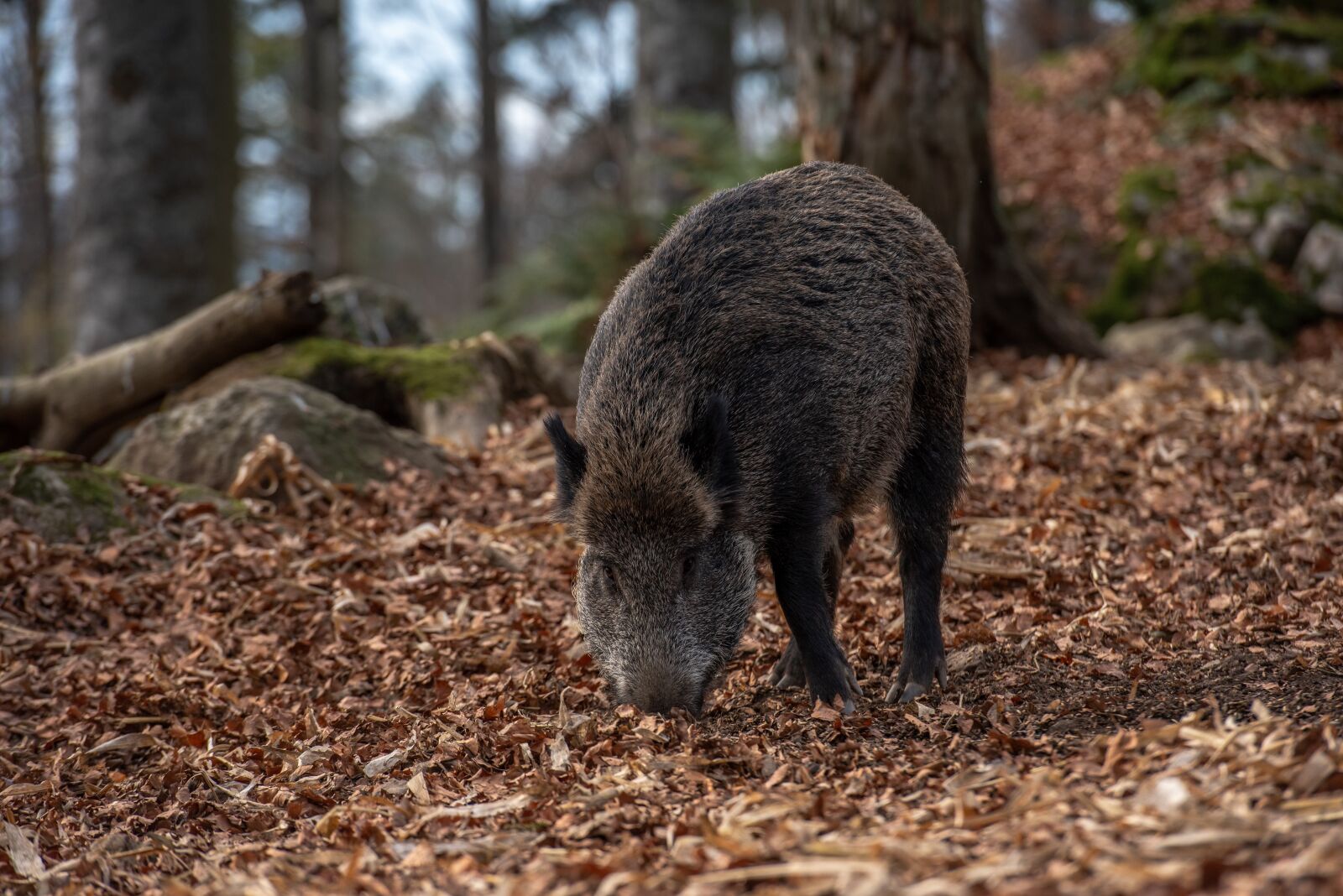 Nikon D750 sample photo. Wild boar, forest, nature photography