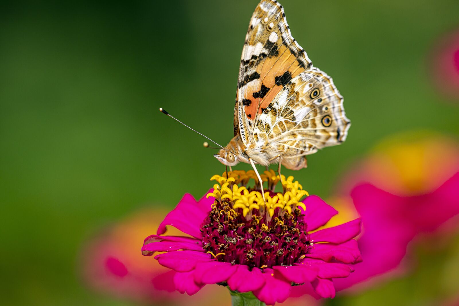Canon EF 180mm F3.5L Macro USM sample photo. Summer, outdoors, butterfly photography