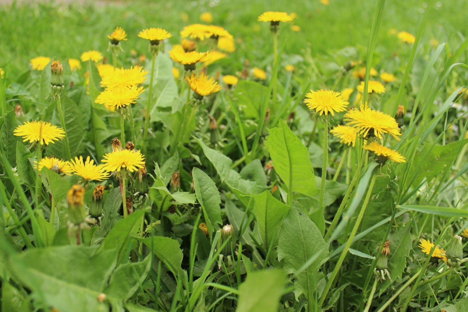 Canon EOS 600D (Rebel EOS T3i / EOS Kiss X5) sample photo. Dandelion, flowers, yellow photography