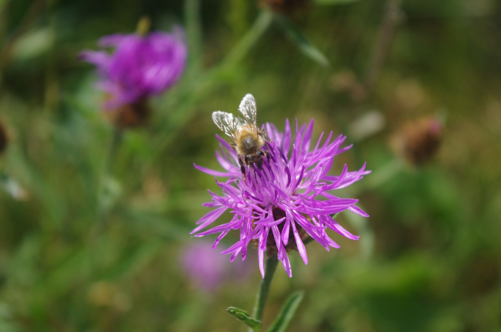 Pentax K-5 sample photo. Foraging, bee, flower photography