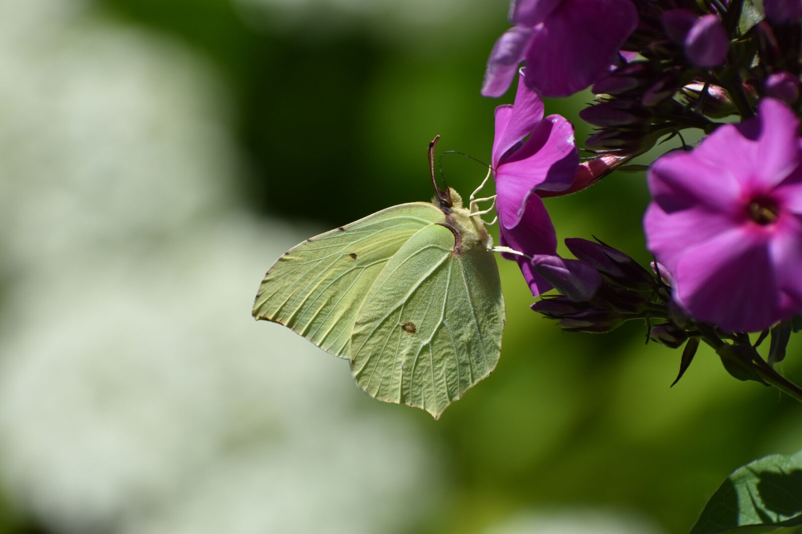 Nikon D3400 sample photo. Butterfly, the limonite, yellow photography