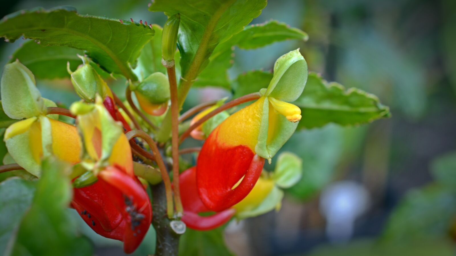 Nikon D5200 sample photo. Impatiens congolensis, parrot plant photography