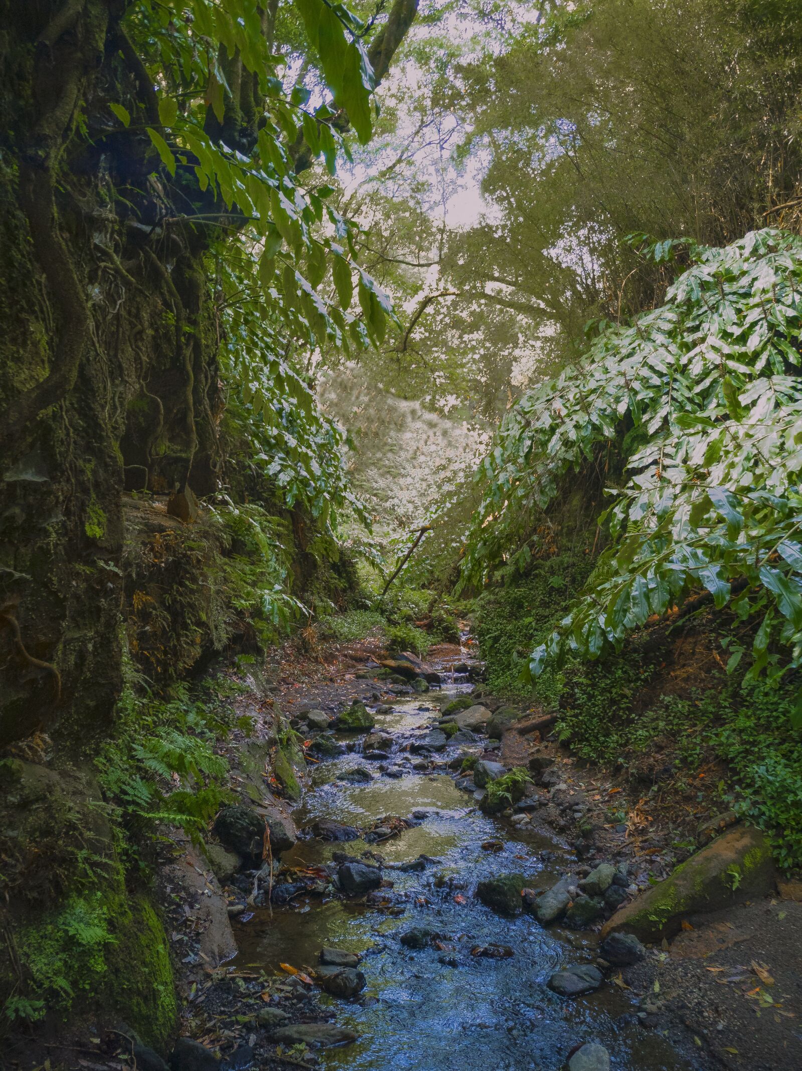 HUAWEI P20 sample photo. árvore, ribeira, aventura photography