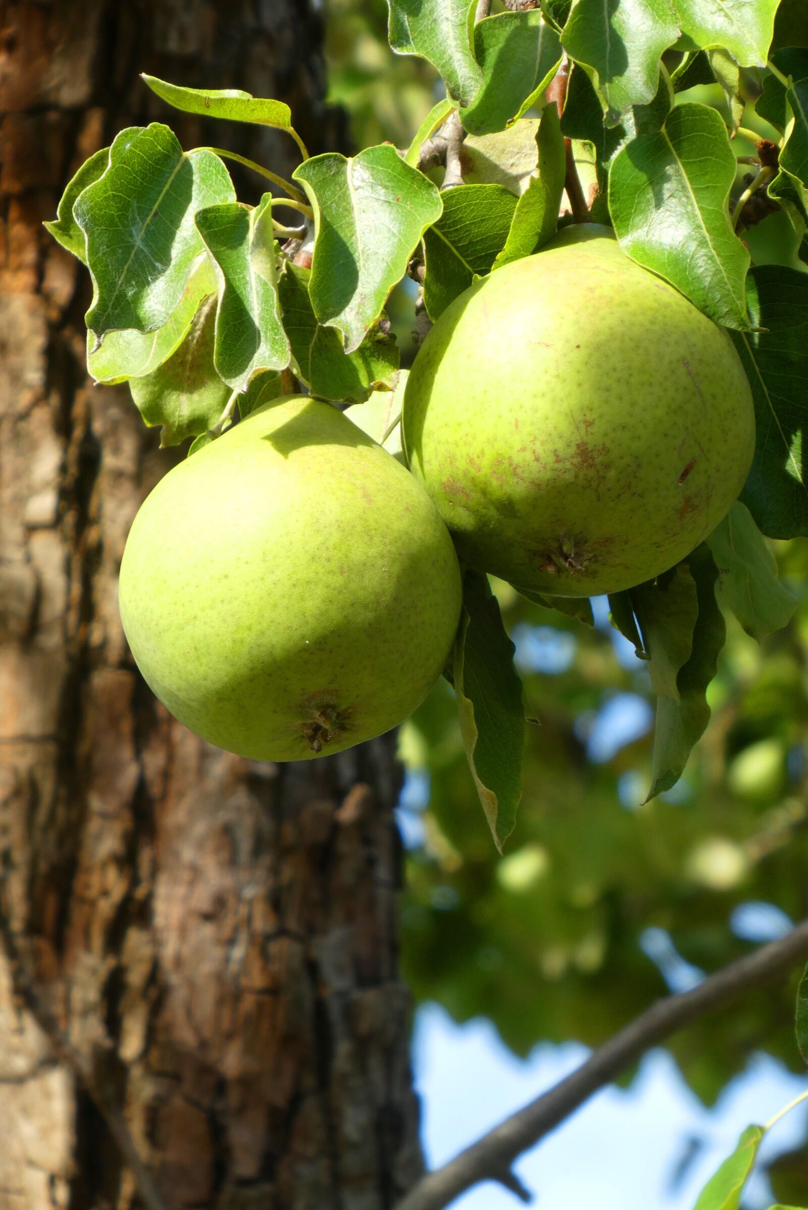Panasonic Lumix DC-ZS70 (Lumix DC-TZ90) sample photo. Pears, the fruits of photography