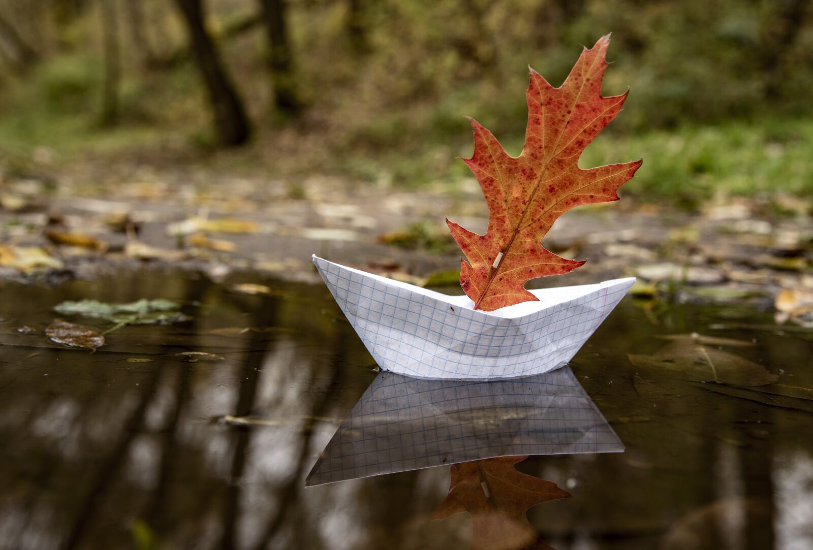 Nikon D750 sample photo. Autumn, sheet, korablik photography