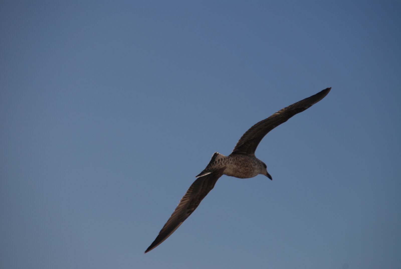 Nikon D80 sample photo. Seagull, loneliness, lonely photography
