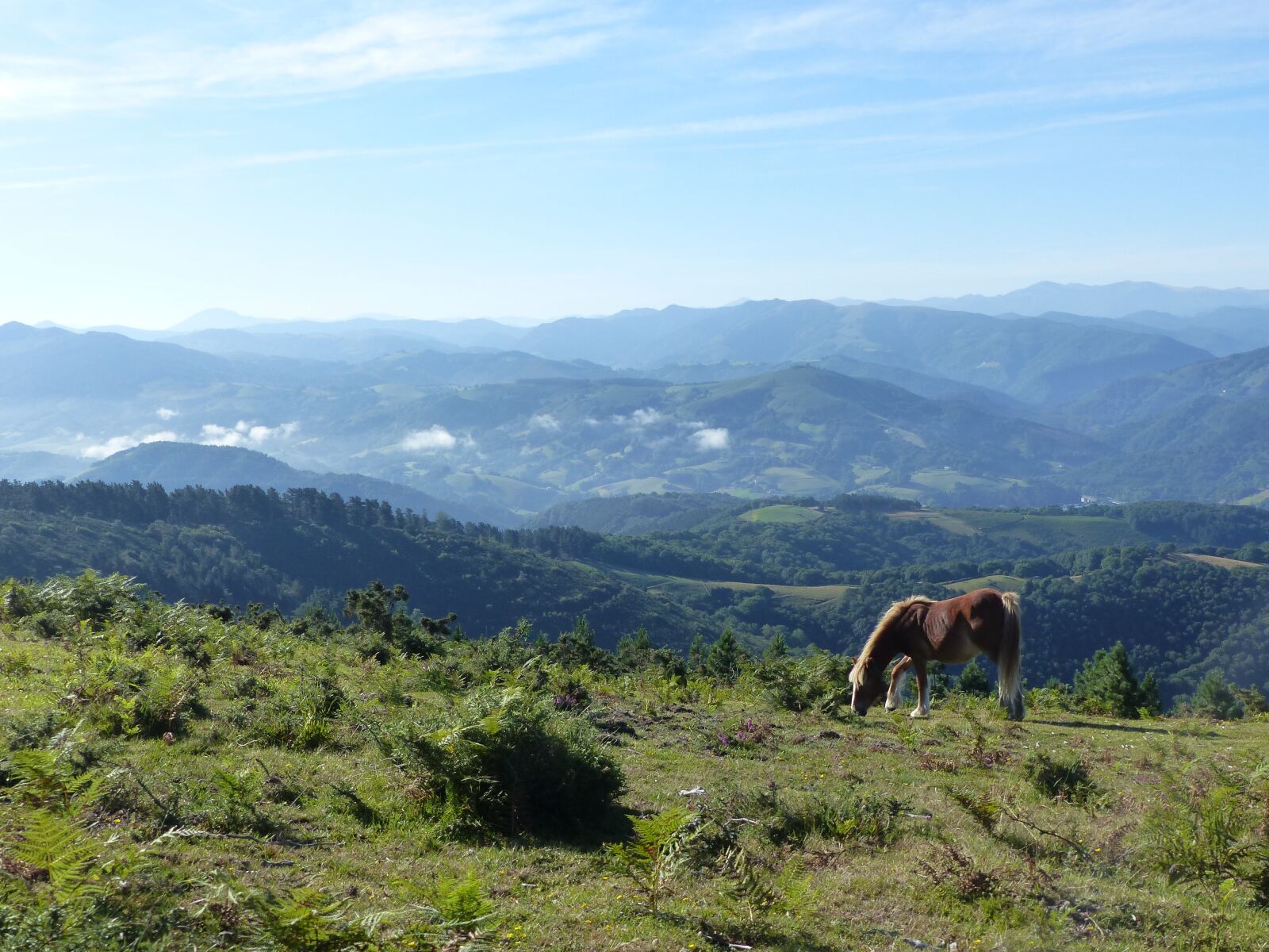 Panasonic Lumix DMC-FZ200 sample photo. Horse, mountain, horses photography