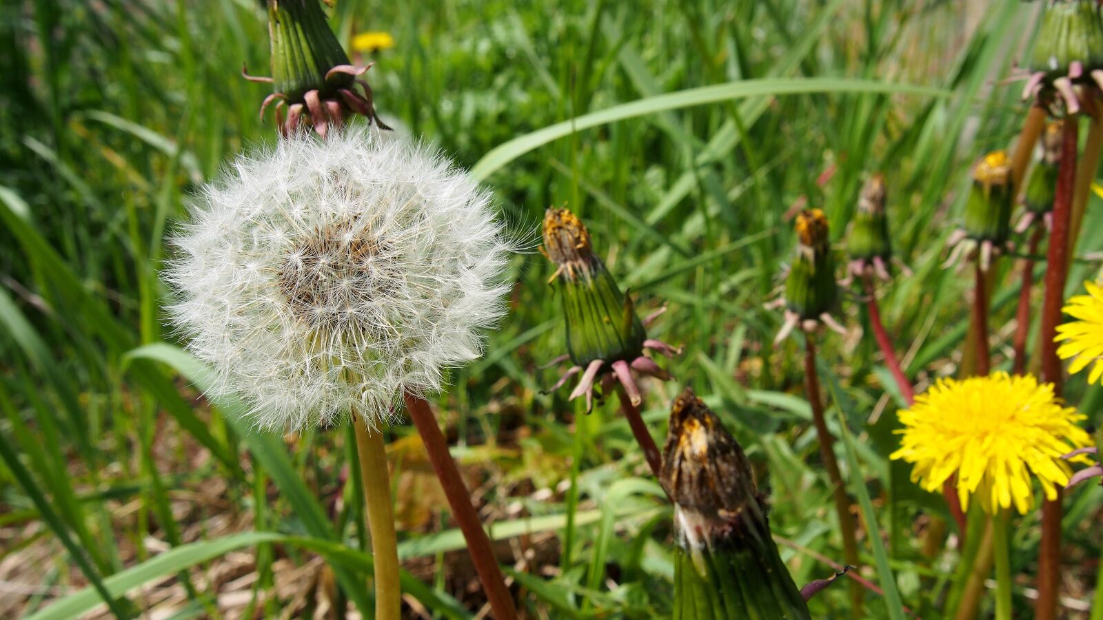 Olympus PEN E-PL6 sample photo. Sonchus oleraceus, dandelion, plant photography