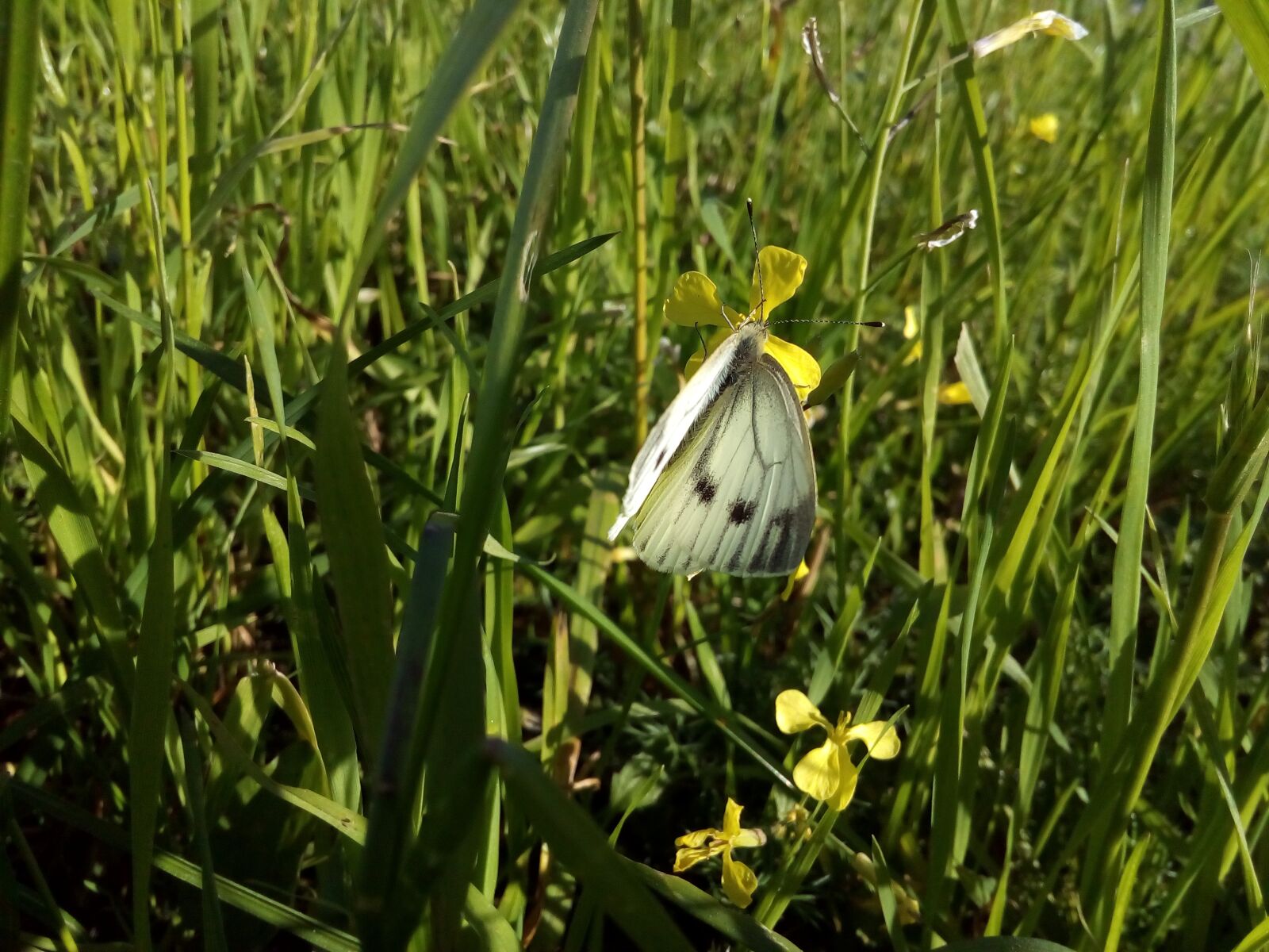ASUS ZenFone Go (ZC500TG) sample photo. Cabbage butterfly, butterfly, white photography