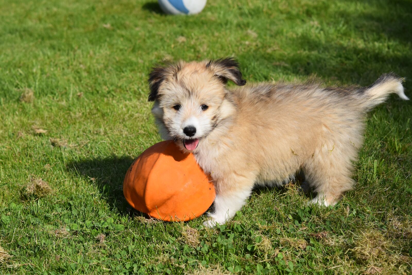 Nikon D5600 sample photo. Dog, small dog, puppy photography