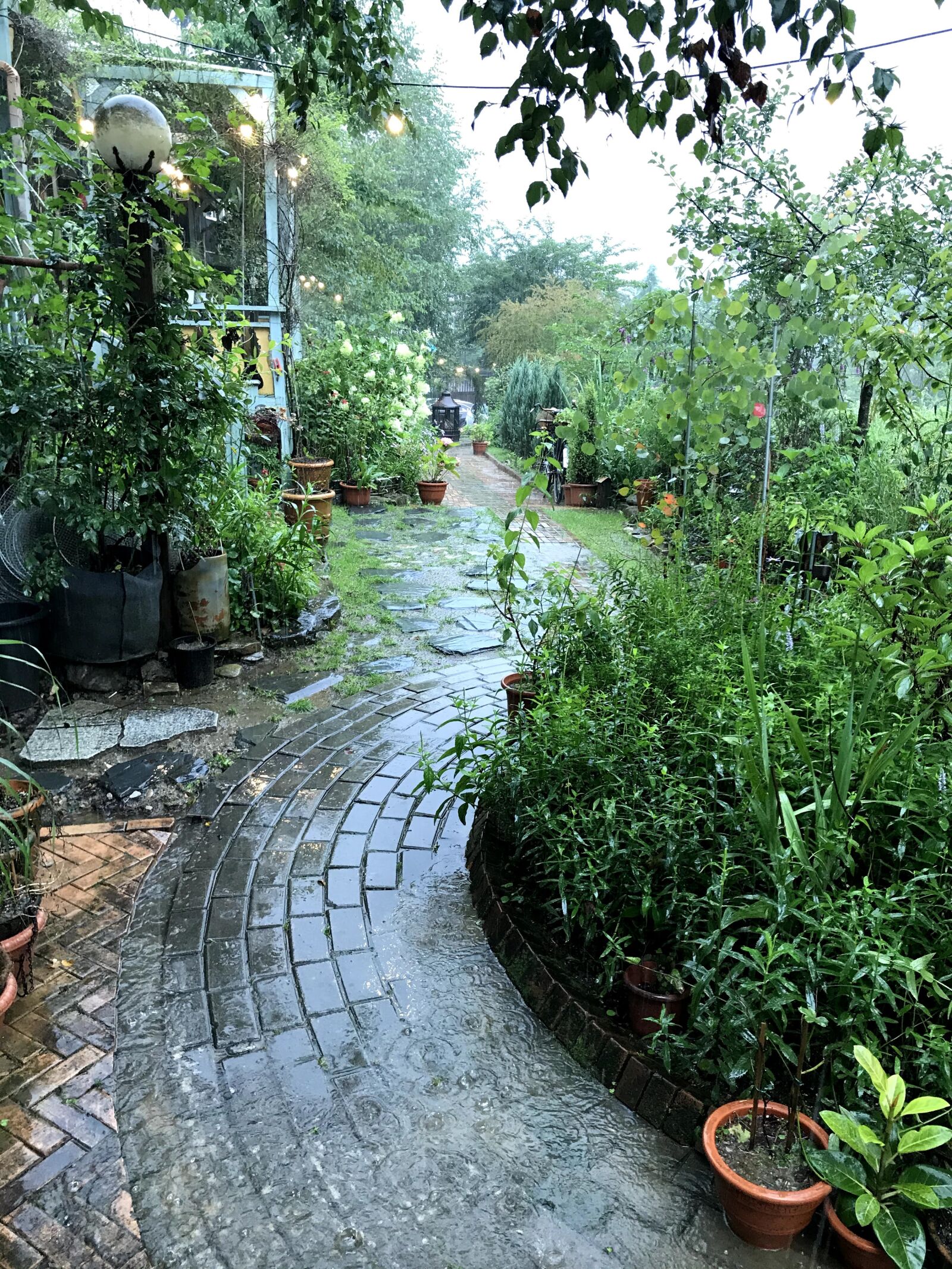 iPhone 7 back camera 3.99mm f/1.8 sample photo. Garden, flower, plant photography