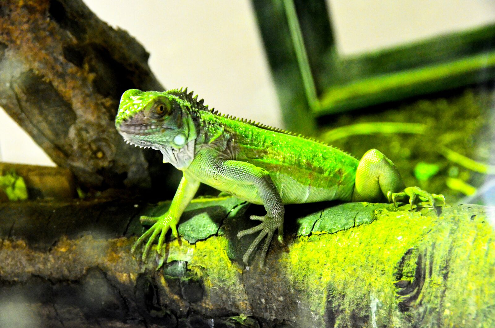 Nikon D5100 sample photo. Iguana, reptile, green photography