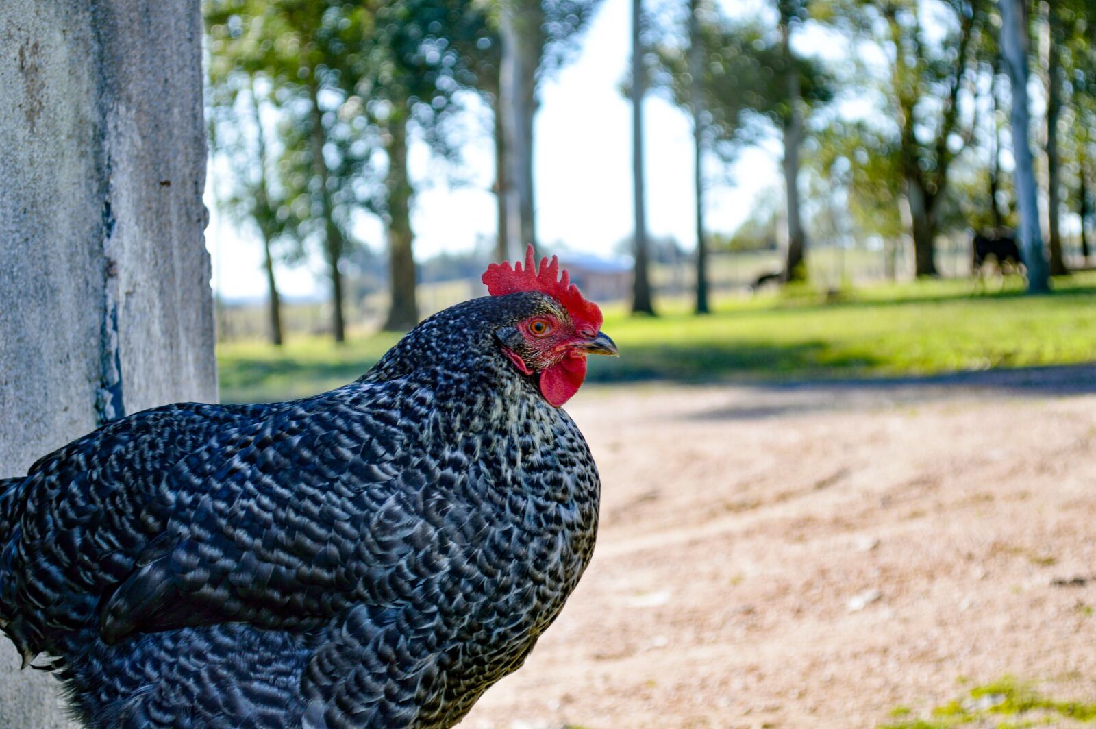 Nikon D3200 sample photo. Ave, hen, gallo photography