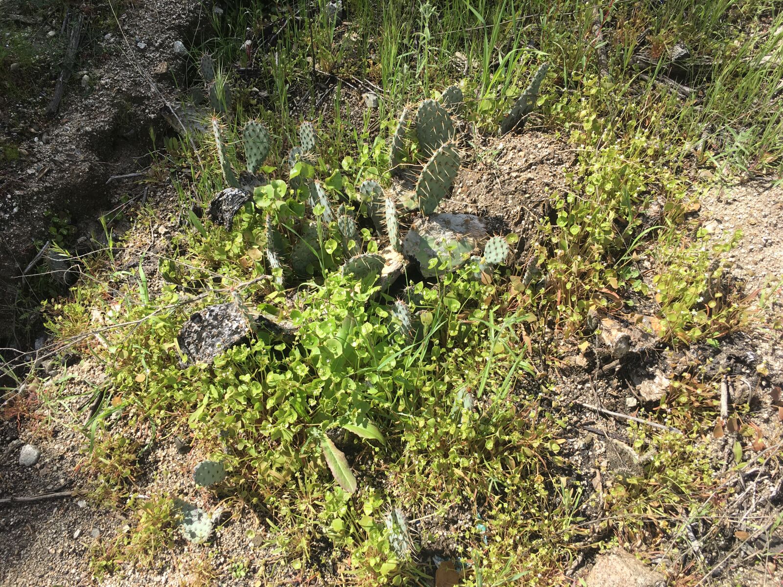 Apple iPhone 6s sample photo. Plants, dirt, nature photography