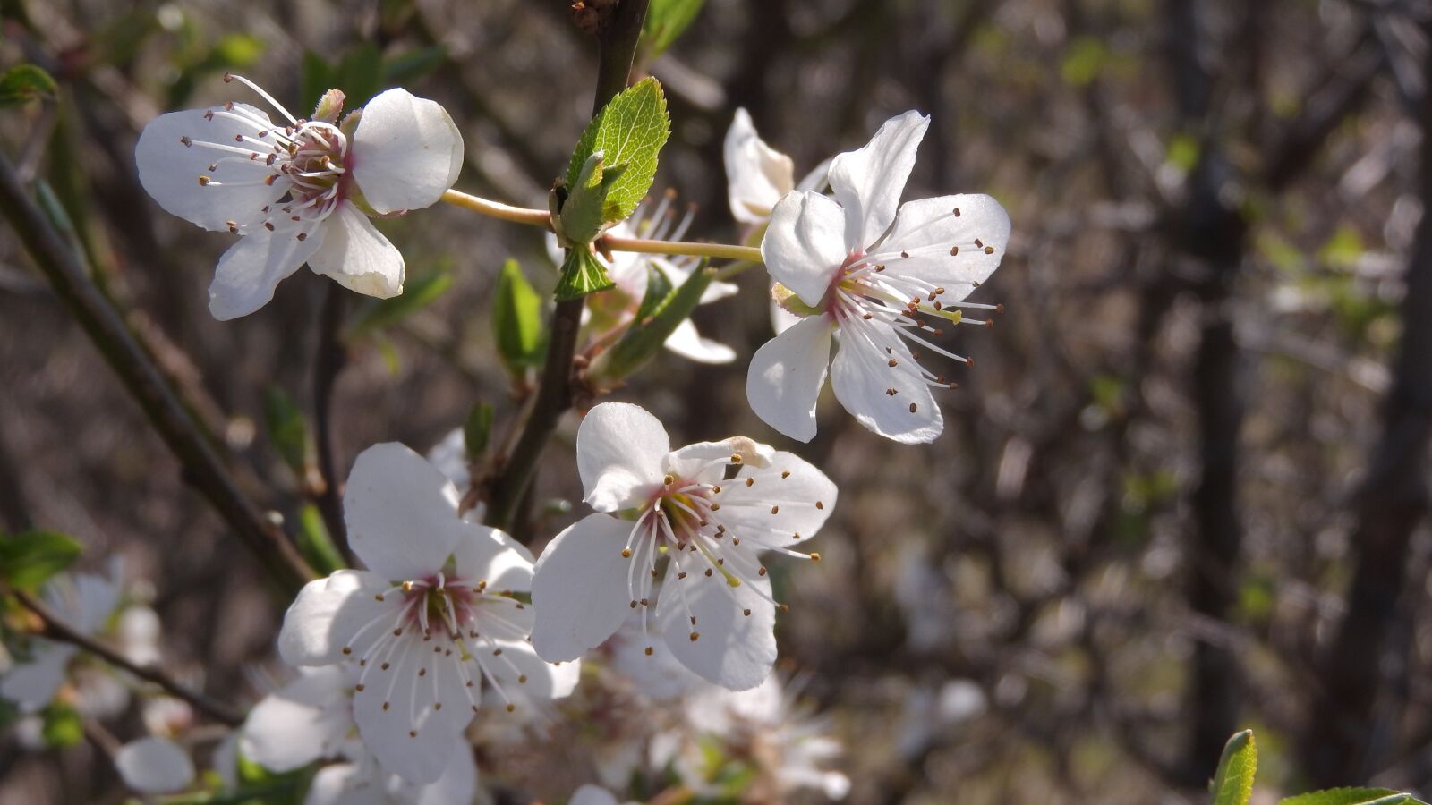 Nikon Coolpix P610 sample photo. White flowers, cherry, cherry photography