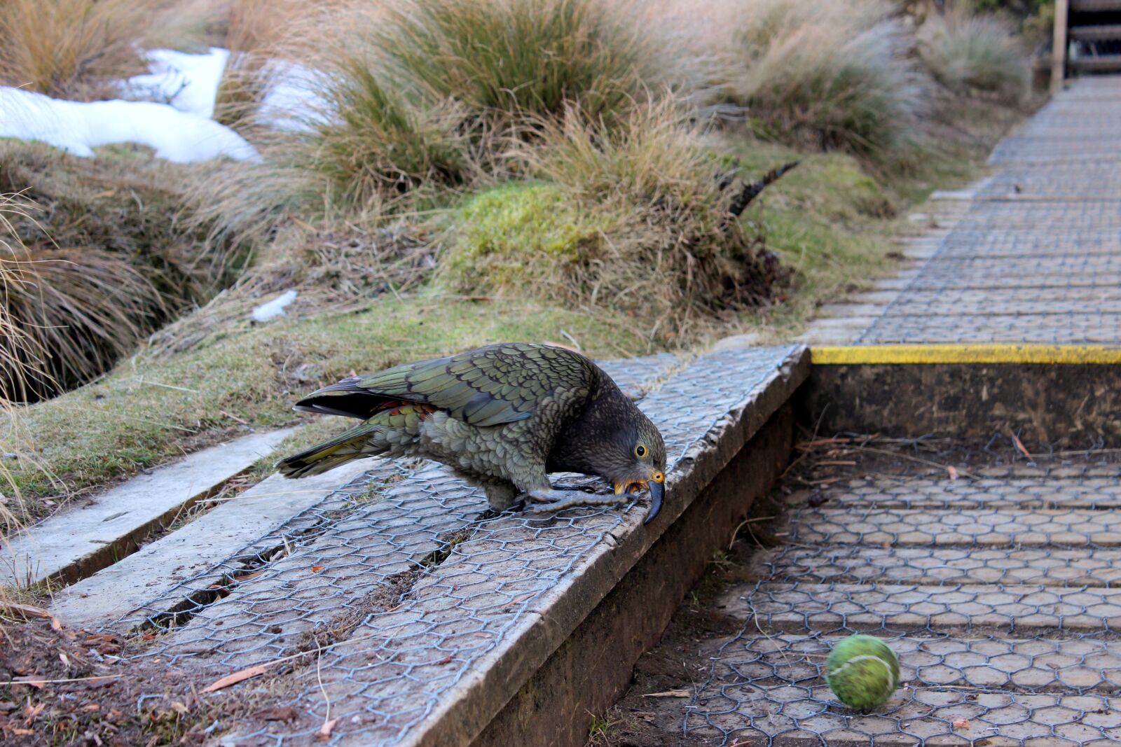 Canon EOS 600D (Rebel EOS T3i / EOS Kiss X5) sample photo. Kea, parrot, mountain parrot photography