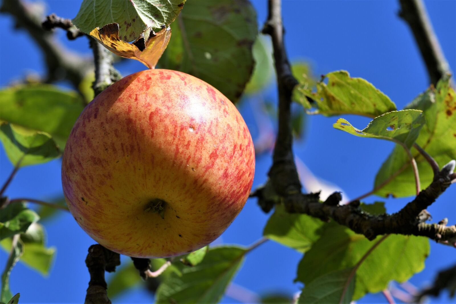 Nikon D500 sample photo. Apple, garden, tree photography