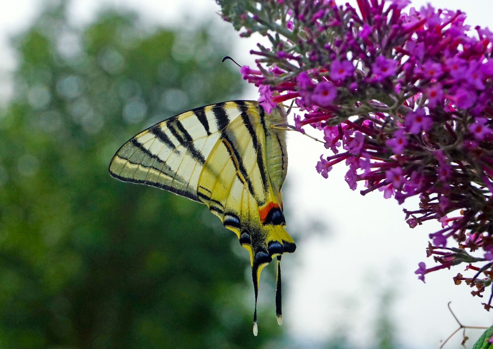 Sony a6000 sample photo. Nature, butterfly, swallowtail fruit photography