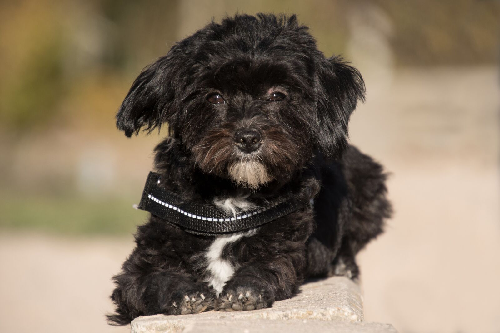 Nikon D750 sample photo. Dog, animal, hybrid photography