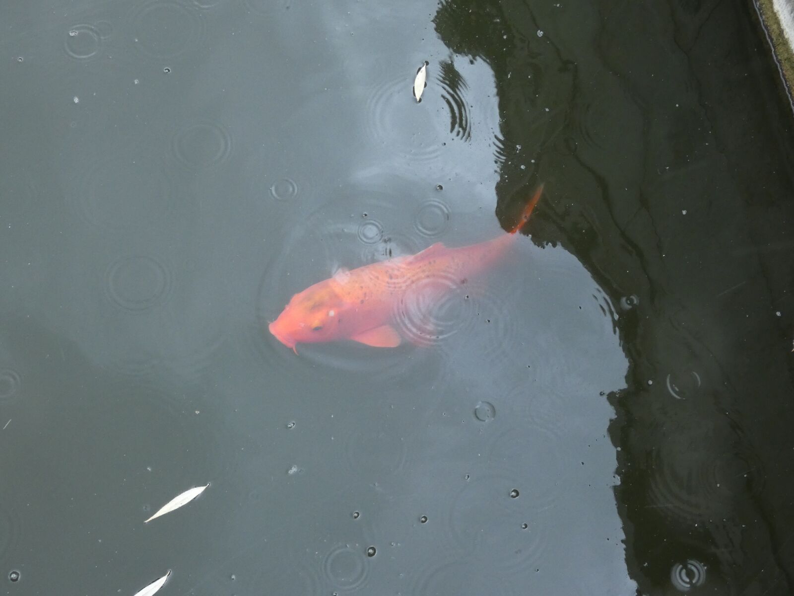 Panasonic Lumix DC-FZ80 (Lumix DC-FZ82) sample photo. Fish, pond, koi photography