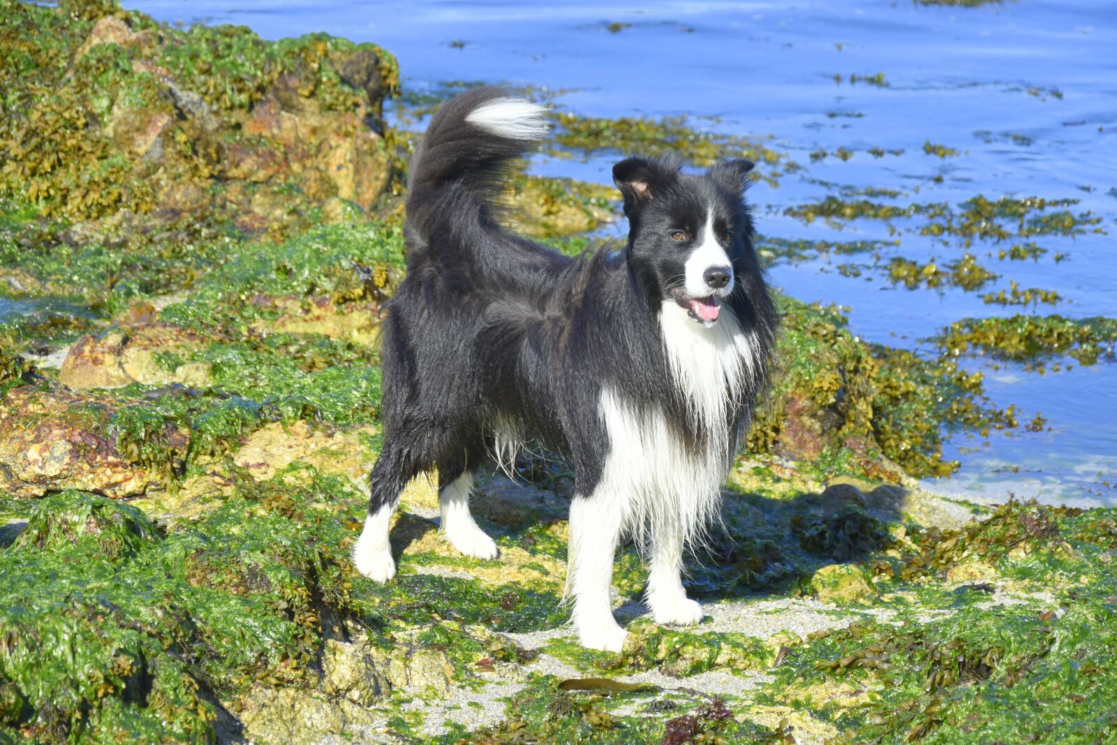 Nikon D5600 sample photo. Border collie, dog, moss photography