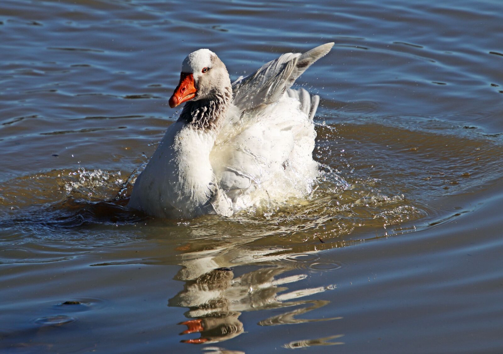 Canon EOS 800D (EOS Rebel T7i / EOS Kiss X9i) sample photo. Bird, goose, swimming photography