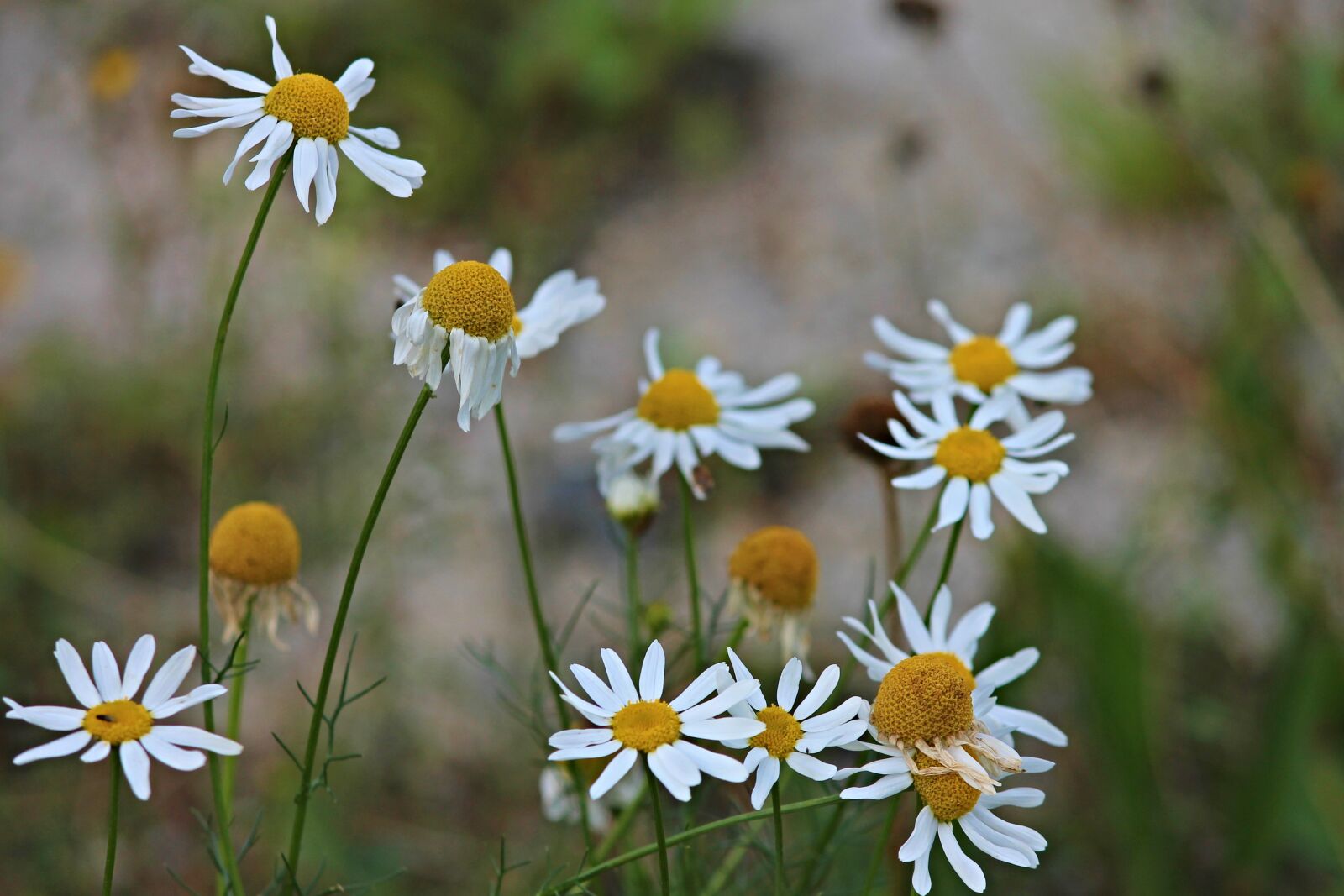 Canon EOS 1100D (EOS Rebel T3 / EOS Kiss X50) sample photo. Chamomile, chamomile blossoms, medicinal photography