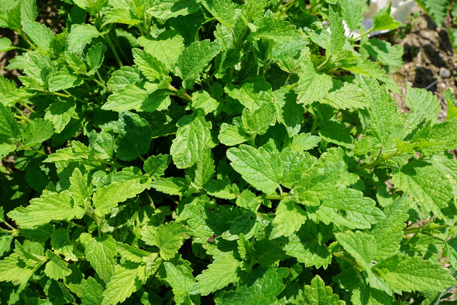 Sony ILCA-77M2 + Sony DT 16-50mm F2.8 SSM sample photo. Peppermint, plant, tee photography