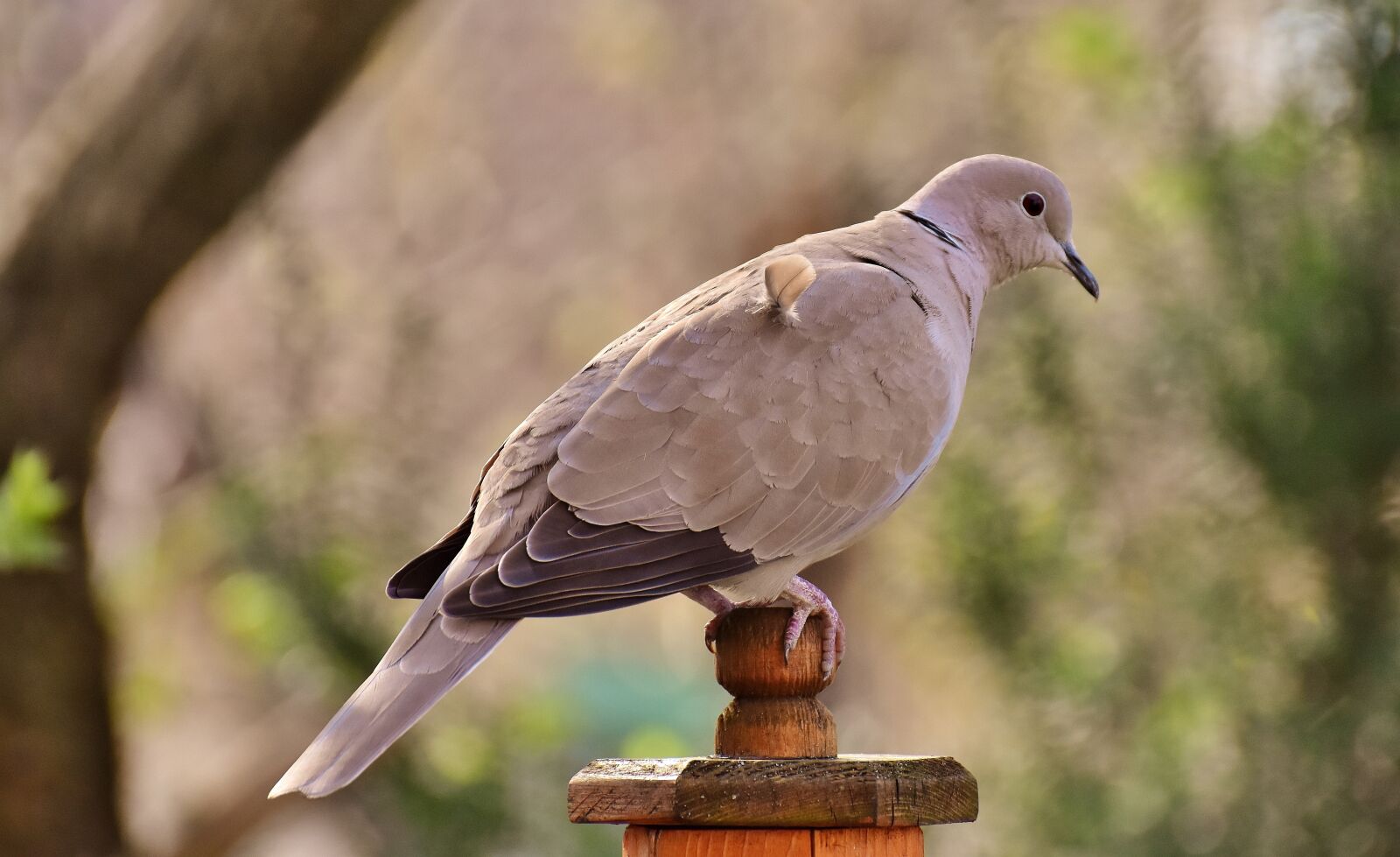 Nikon D7200 sample photo. Collared, bird, plumage photography