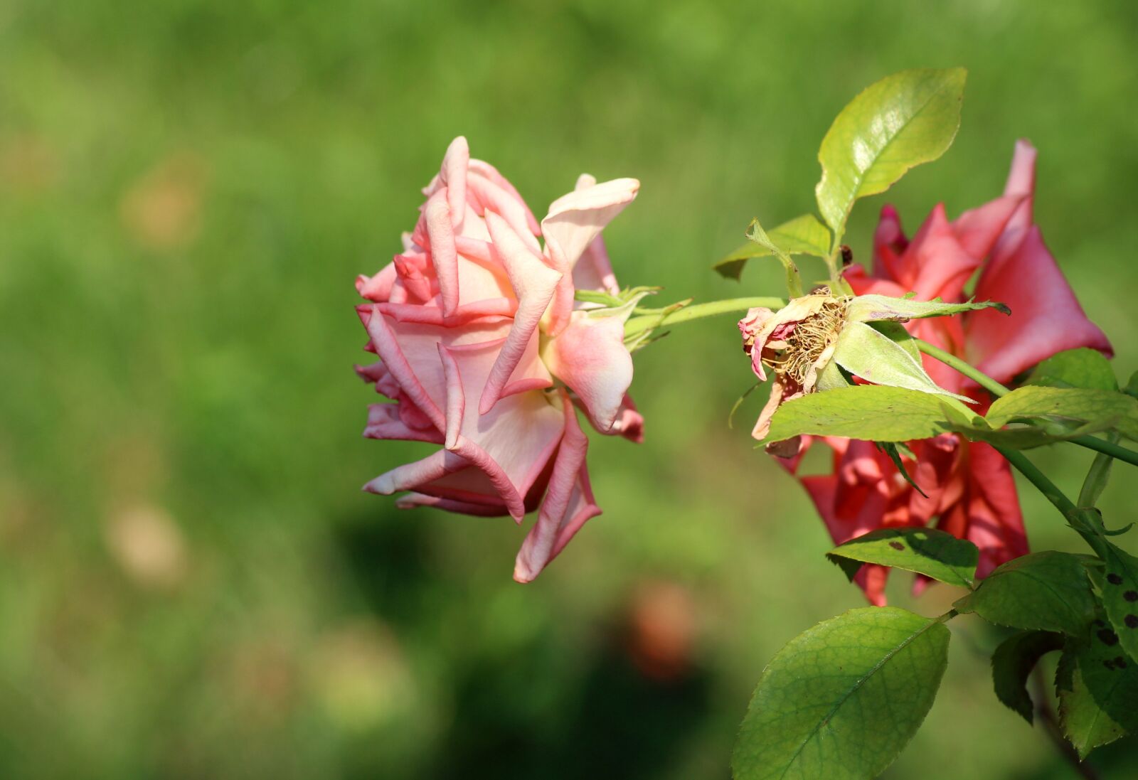 Canon EOS 1200D (EOS Rebel T5 / EOS Kiss X70 / EOS Hi) sample photo. Rose, flower, summer photography