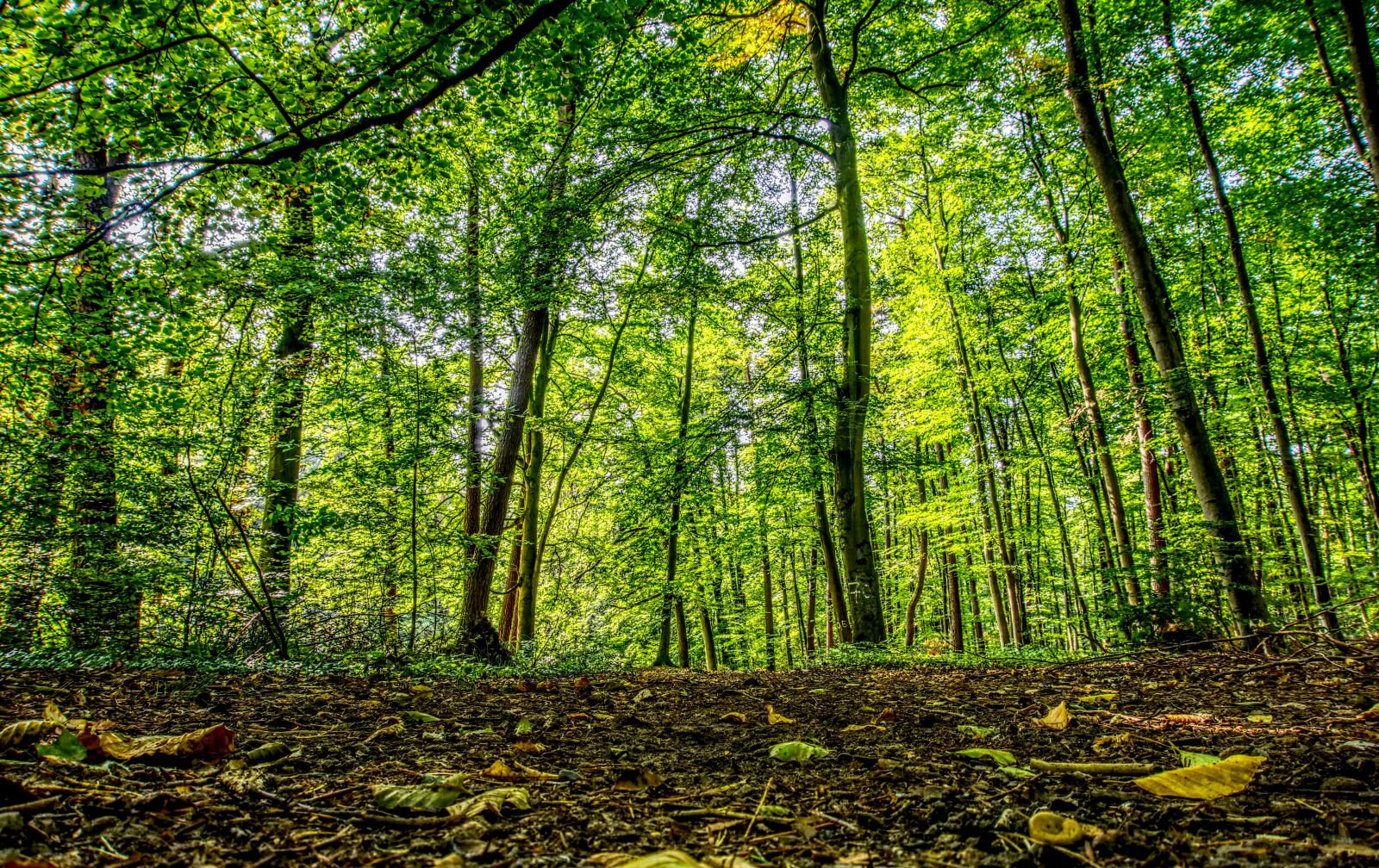 Sony a6000 sample photo. Forest, forest path, trees photography