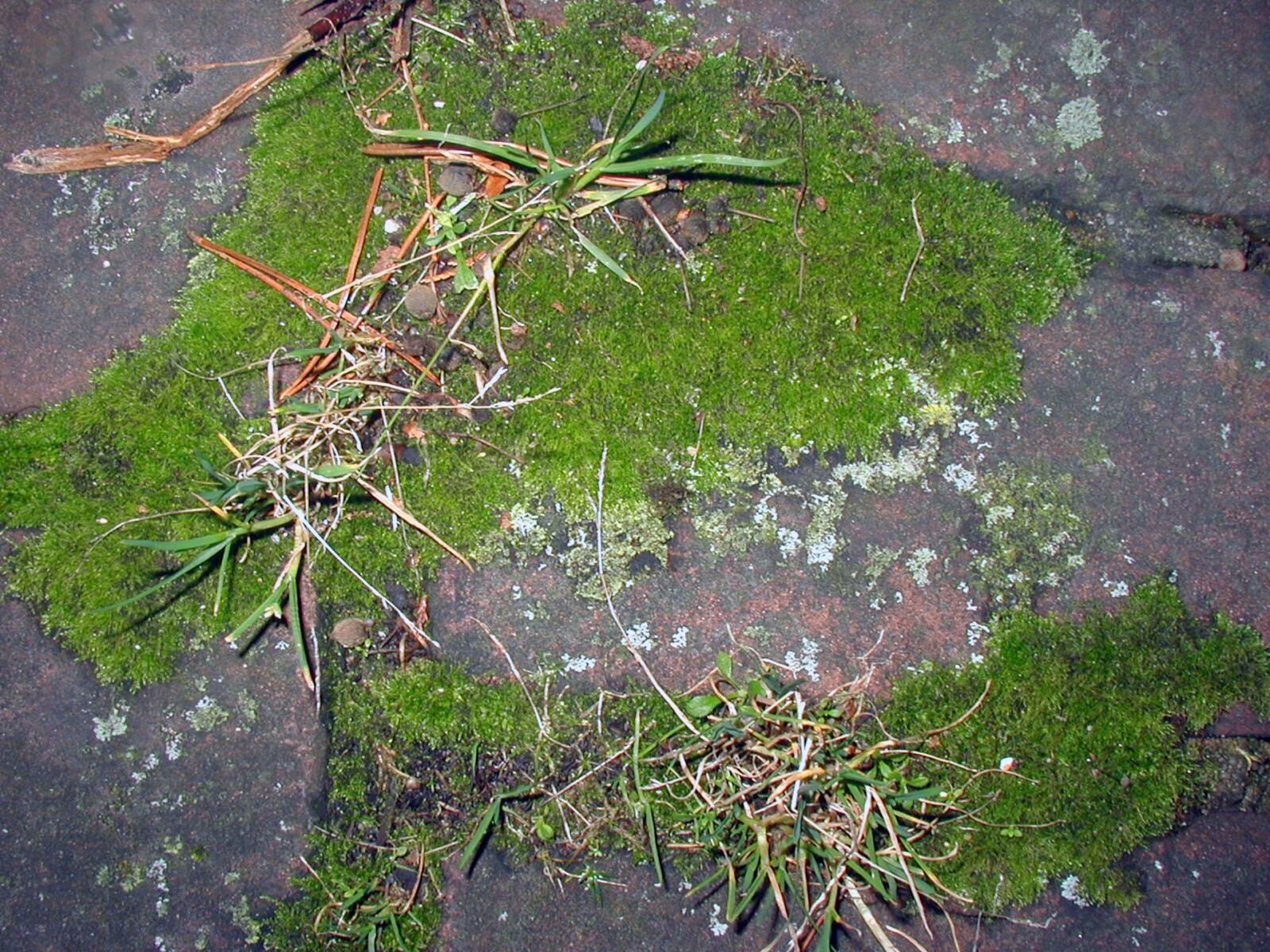Olympus C990Z,D490Z sample photo. Moss, plant photography