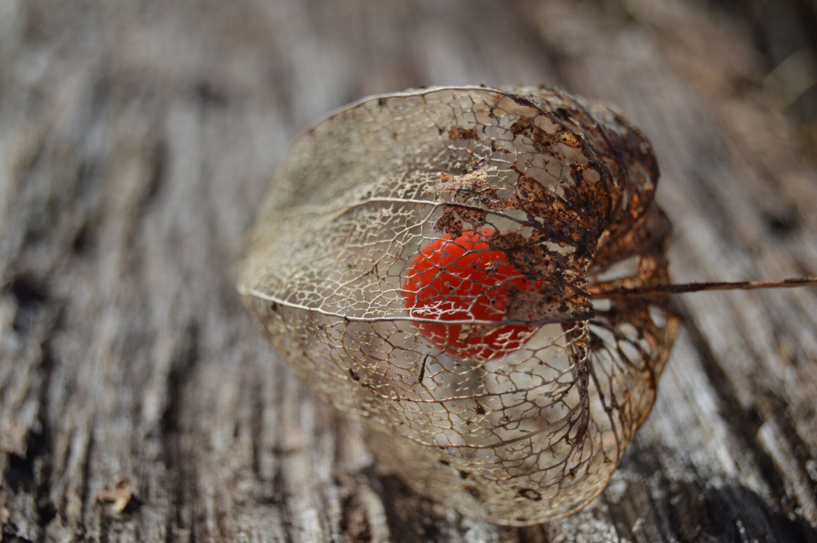 Nikon D3200 sample photo. Lampions, garden, plank photography