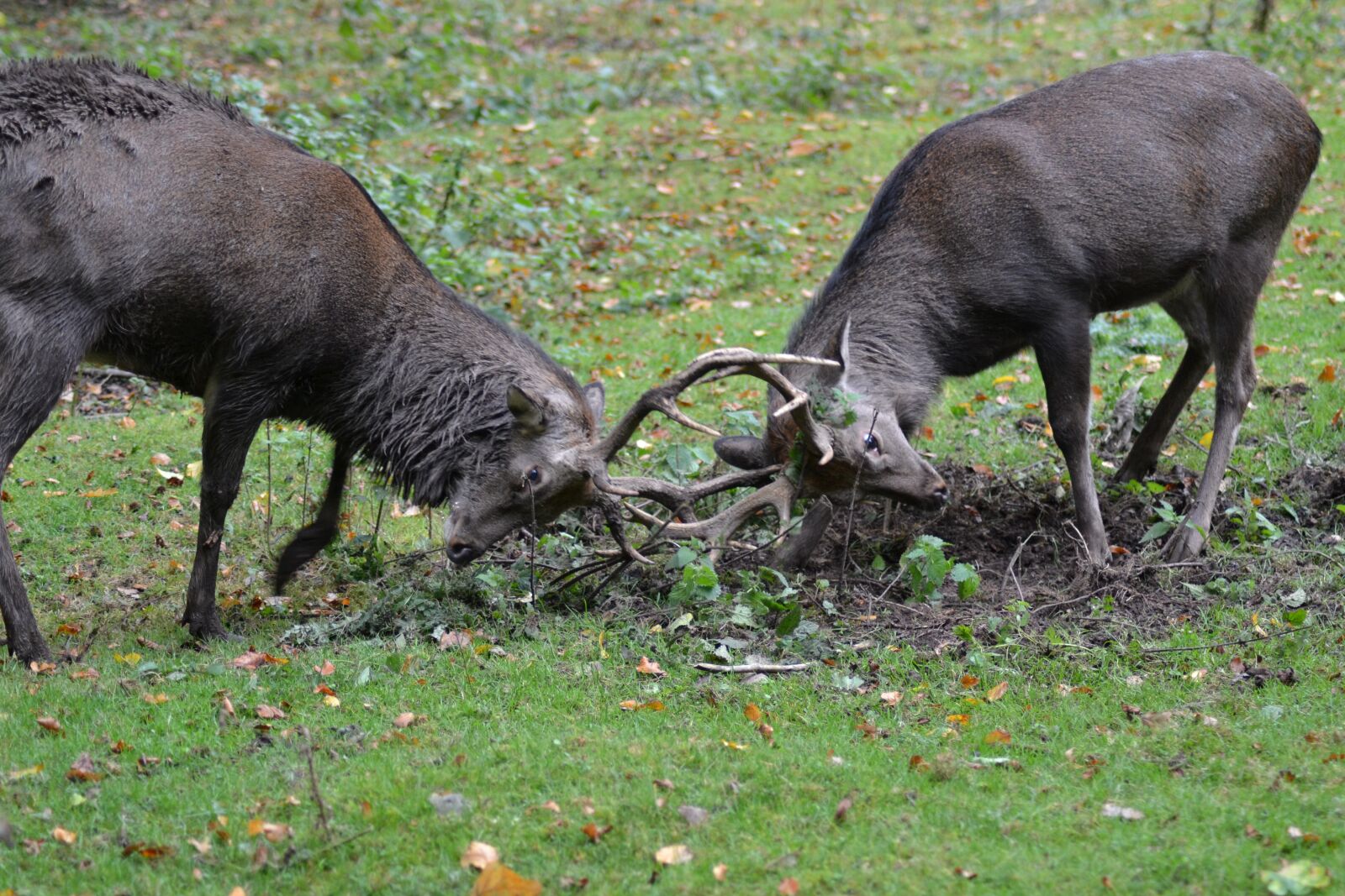 Nikon D3100 sample photo. Deer, sika deer, fight photography