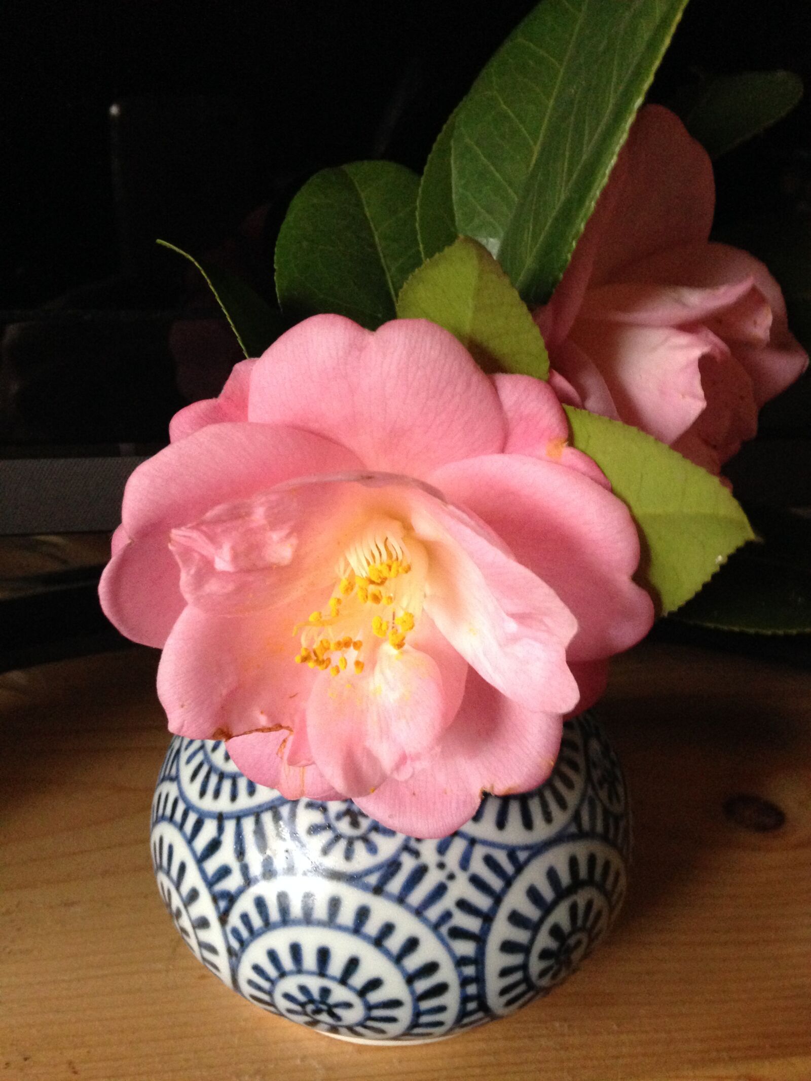 iPhone 5c back camera 4.12mm f/2.4 sample photo. Camellia, flower, spring photography