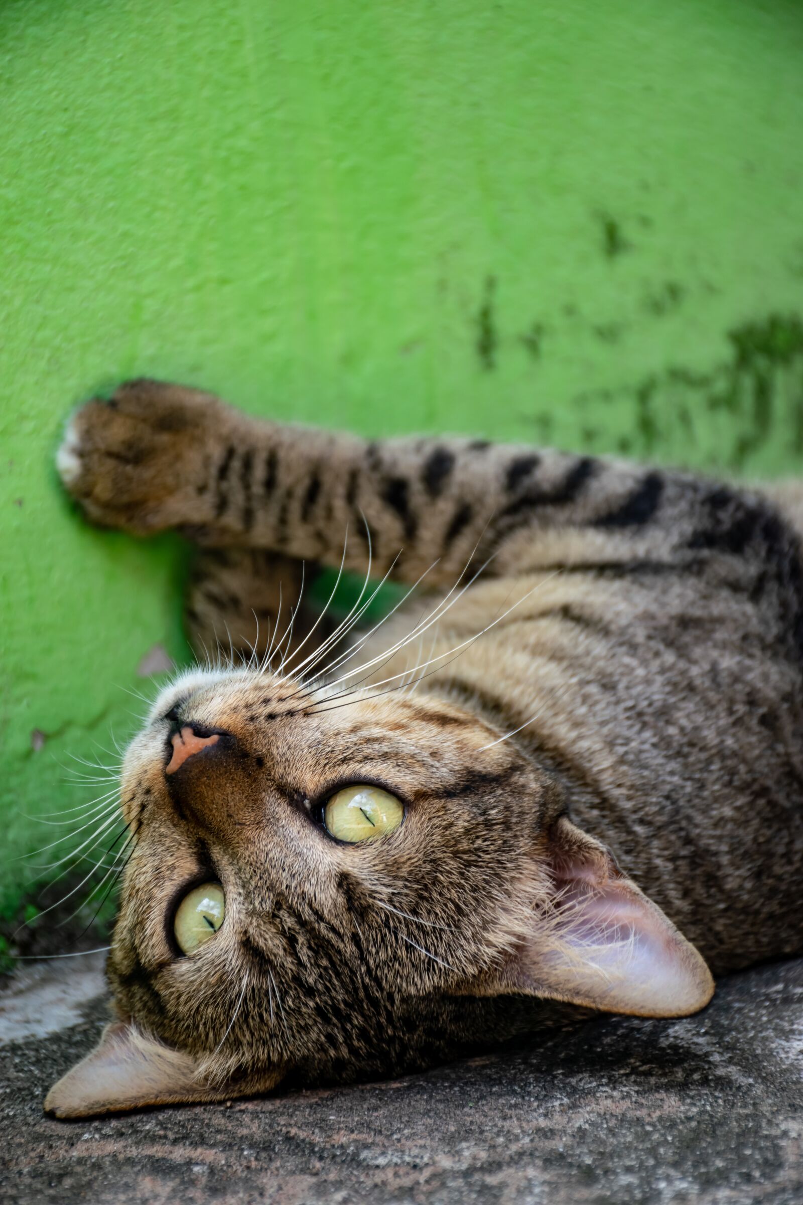 Nikon D5300 sample photo. Cat, pets, cute photography
