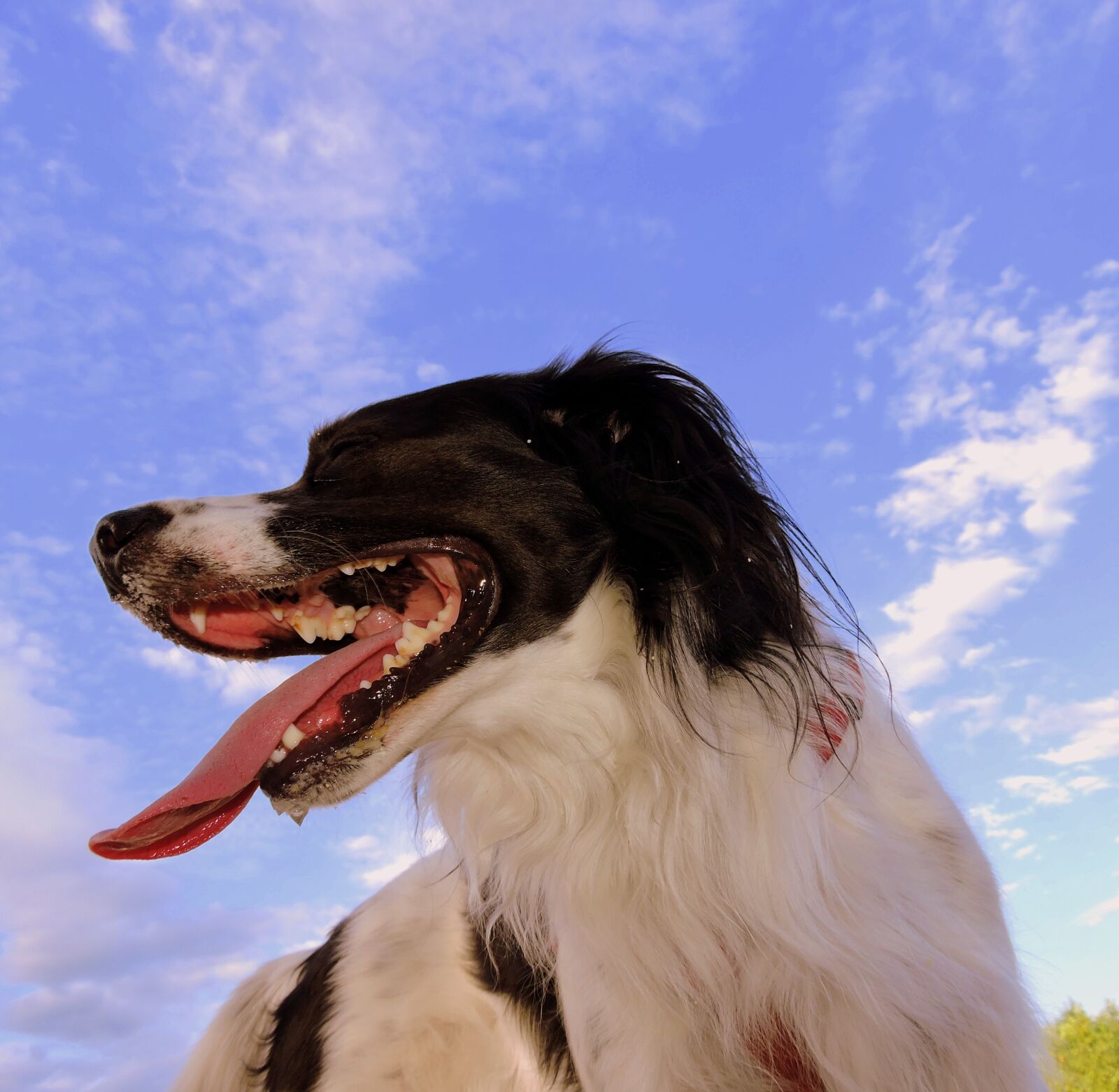 Nikon Coolpix P600 sample photo. Dog, language, slime photography