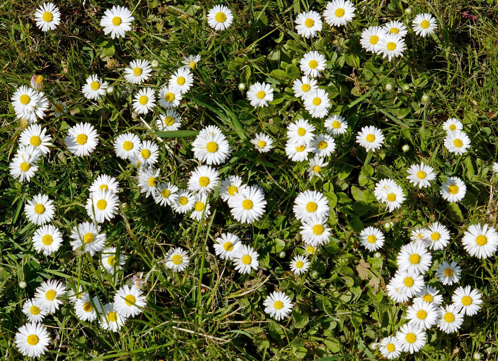 Vario-Elmar TL 1:3.5-5.6 / 18-56 ASPH. sample photo. Daisy, nature, meadow photography