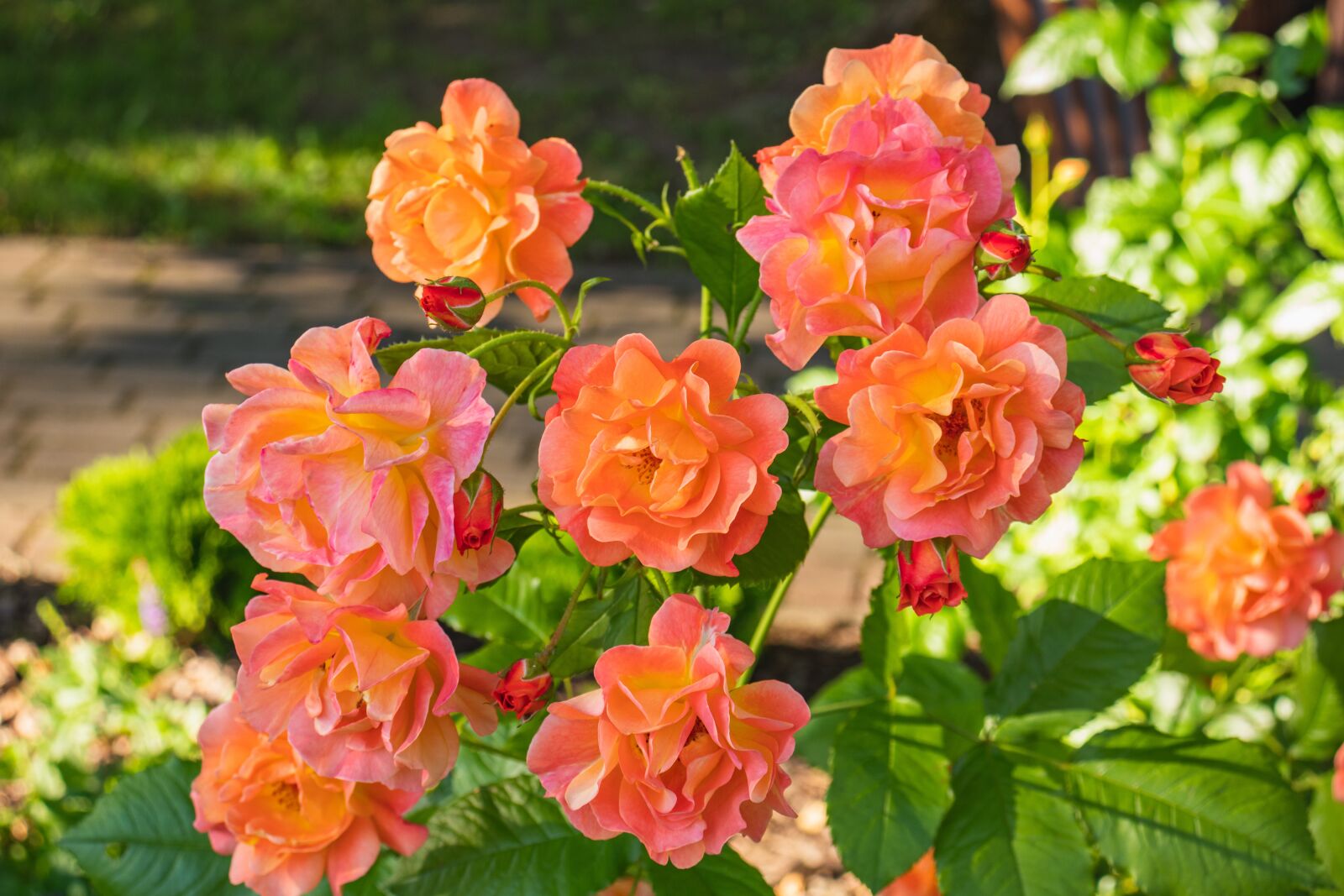 Canon EOS 77D (EOS 9000D / EOS 770D) sample photo. Roses, flowers, plant photography
