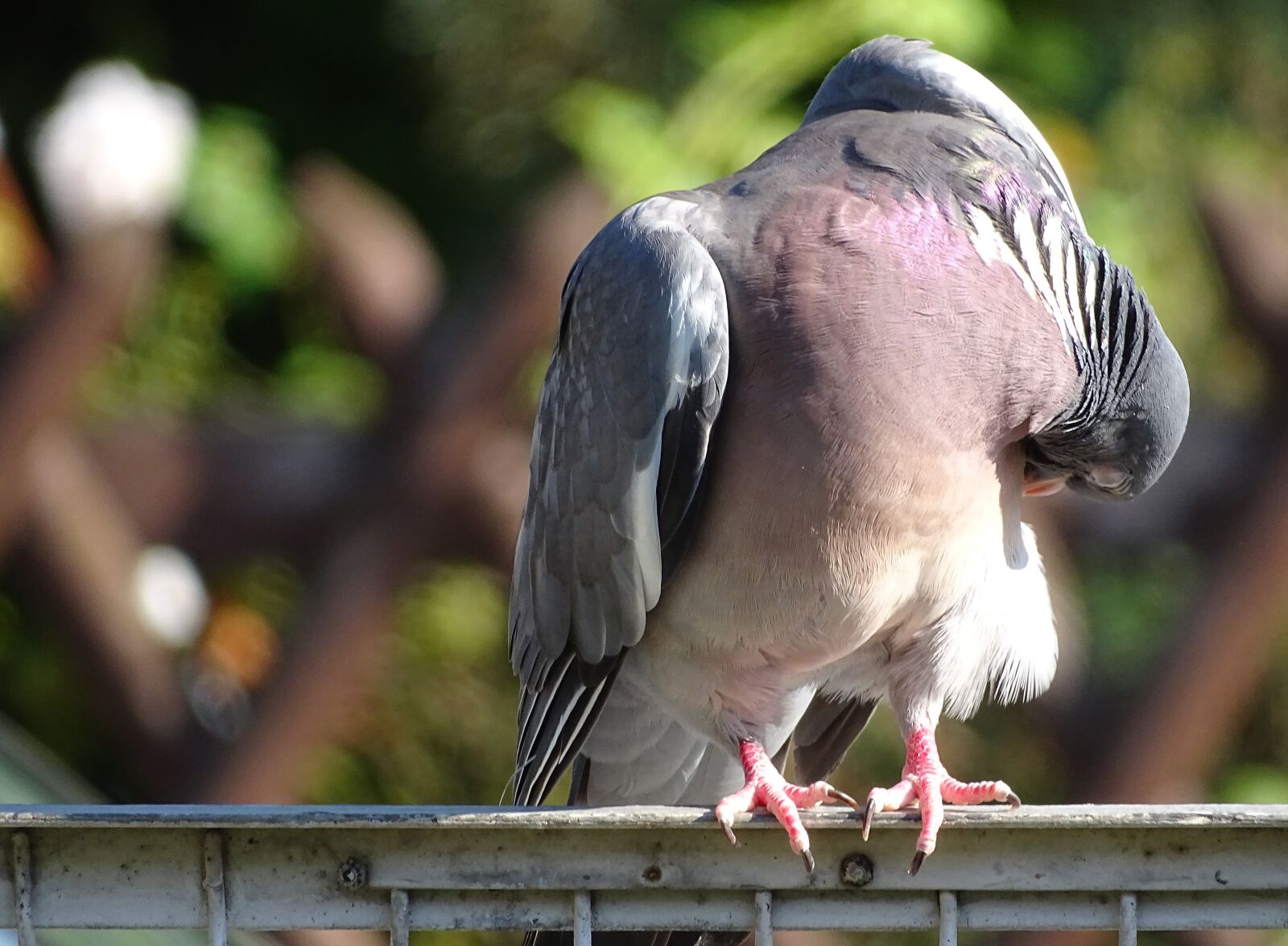 Sony Cyber-shot DSC-HX400V sample photo. Dove, ringdove, field deaf photography