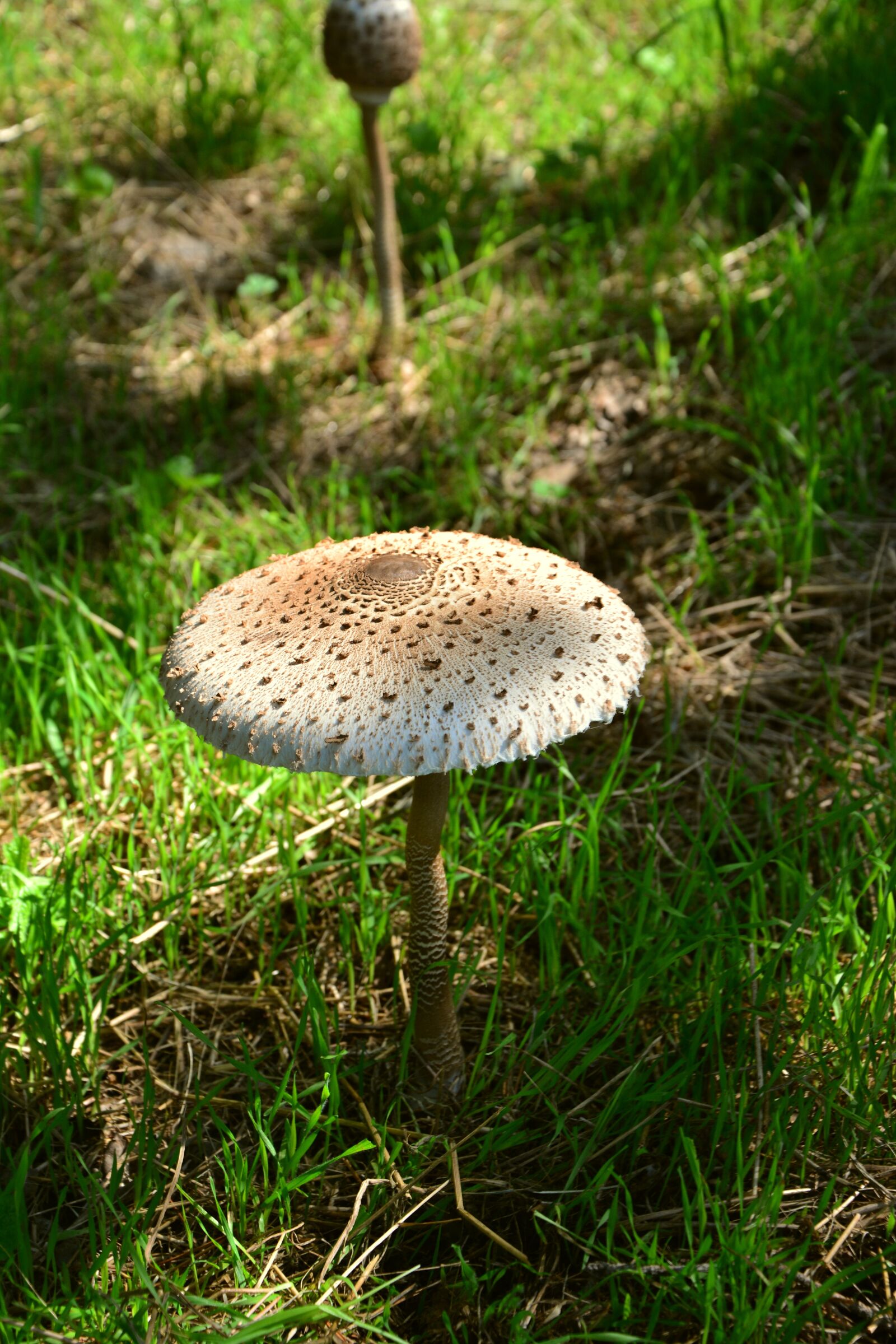 Nikon D5200 sample photo. Giant schirmling, macrolepiota, mushroom photography